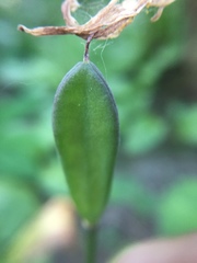 Erythronium revolutum