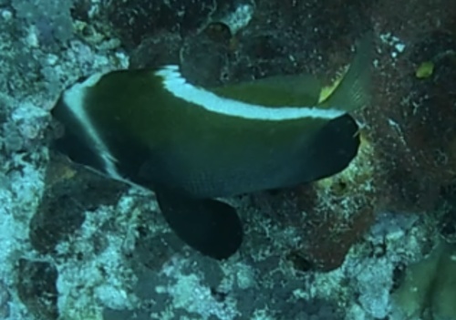 Humphead Bannerfish (Heniochus varius)
