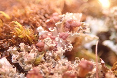 Cladonia caespiticia