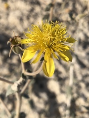 Mentzelia leucophylla