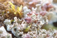 Cladonia caespiticia