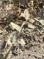 Mentzelia leucophylla