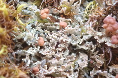 Cladonia caespiticia
