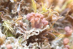 Cladonia caespiticia