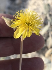 Mentzelia leucophylla
