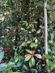 Magnoliopsida