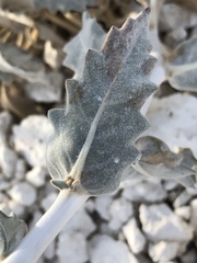 Mentzelia leucophylla