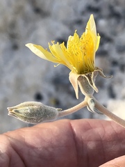 Mentzelia leucophylla