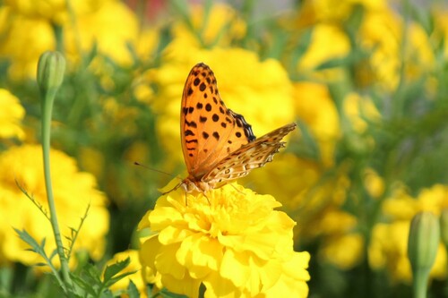 Tropical Fritillary