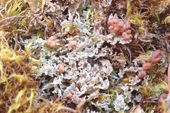 Cladonia caespiticia