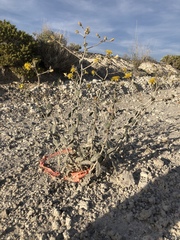 Mentzelia leucophylla