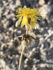Mentzelia leucophylla