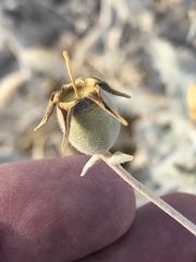 Mentzelia leucophylla