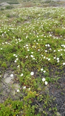 Calystegia macrostegia amplissima