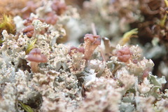 Cladonia caespiticia