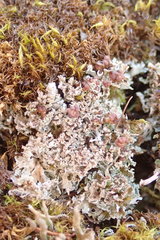 Cladonia caespiticia