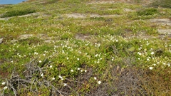Calystegia macrostegia amplissima