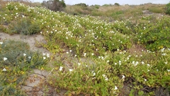Calystegia macrostegia amplissima