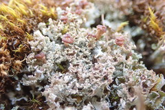 Cladonia caespiticia