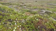 Calystegia macrostegia amplissima