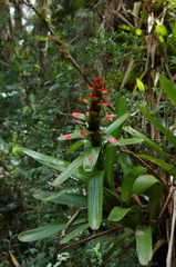 Guzmania gloriosa