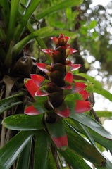 Guzmania gloriosa