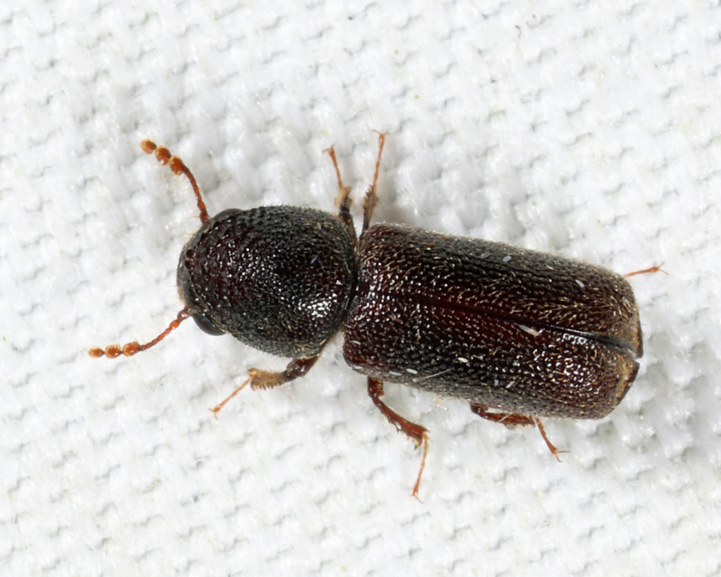 Dinoderinae