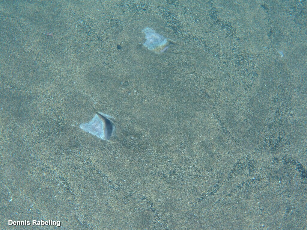 Spiny Butterfly Ray in May 2024 by Dennis Rabeling · iNaturalist