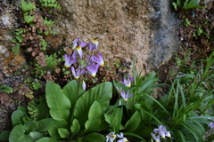 Primula pauciflora zionensis