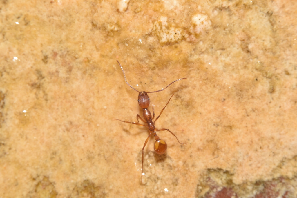 Boulder Collared Ant