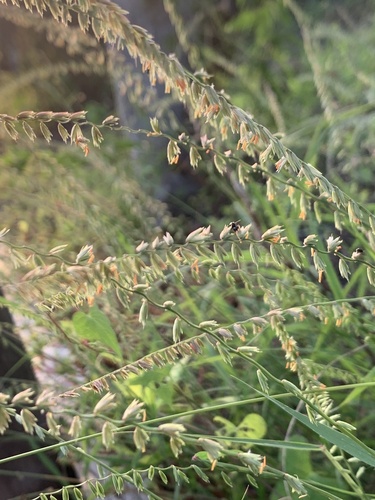 Bouteloua disticha