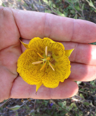Calochortus weedii weedii