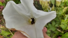 Diadasia bituberculata