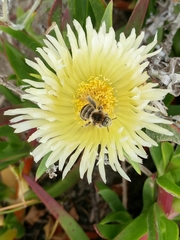 Diadasia bituberculata