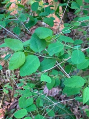 Symphoricarpos albus albus