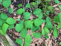 Symphoricarpos albus albus