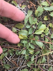 Ceanothus prostratus