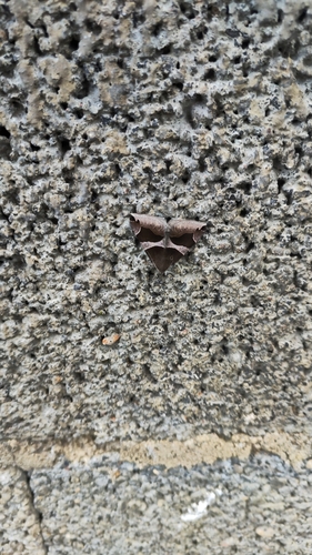 Dysgonia algira