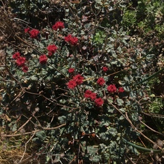 Eriogonum grande