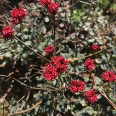Eriogonum grande
