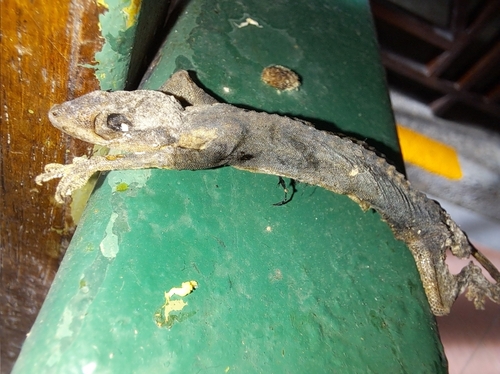 Hemidactylus frenatus observed 2024-05-30