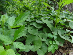 Asarum canadense reflexum