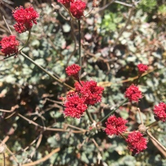 Eriogonum grande