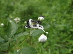 Acmaeodera ornata