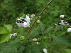 Acmaeodera ornata