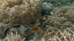 Chaetodon semeion