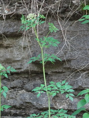 Thaspium chapmanii