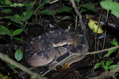 Lachesis muta