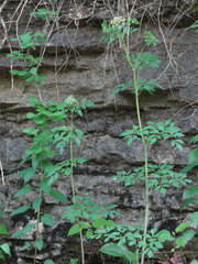 Thaspium chapmanii