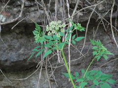 Thaspium chapmanii